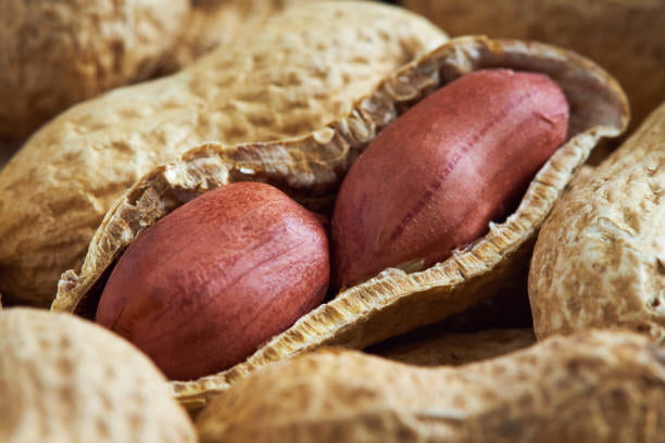 بادام زمینی زریار با انتخاب چند مرحله ای و دانه سالم